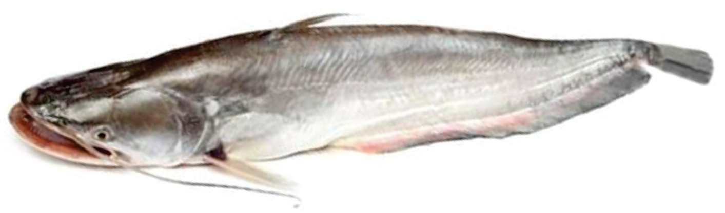 Fish 1