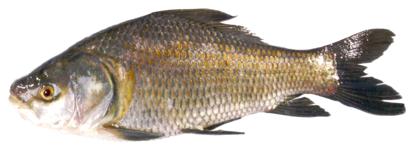 Fish 1