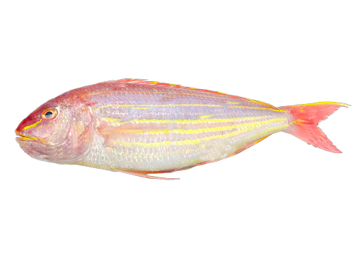 Fish 1