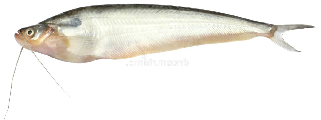 Fish 1