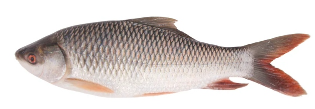 Fish 1
