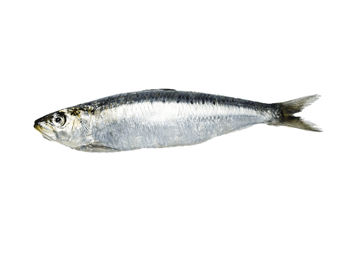 Fish 1