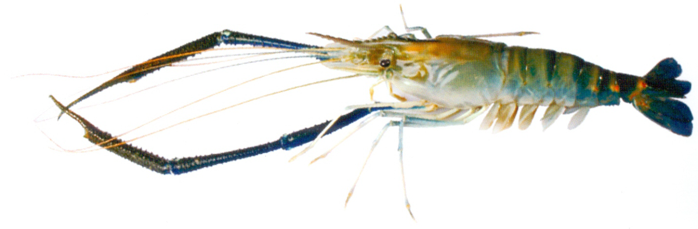 Fish 1