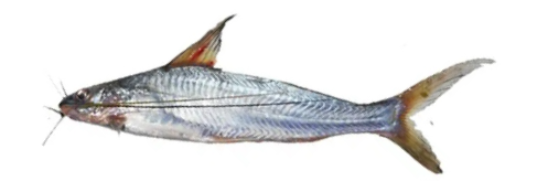 Fish 1