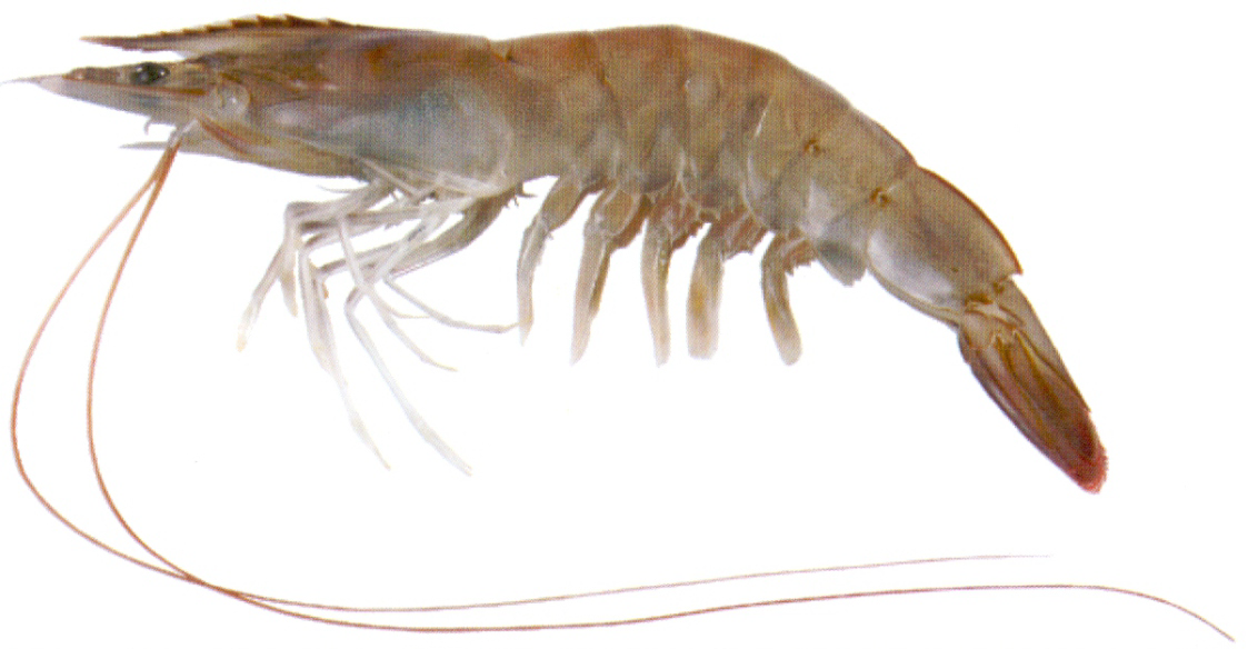 Fish 1