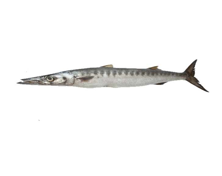 Fish 1