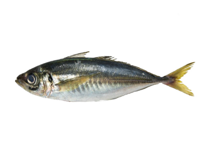 Fish 1