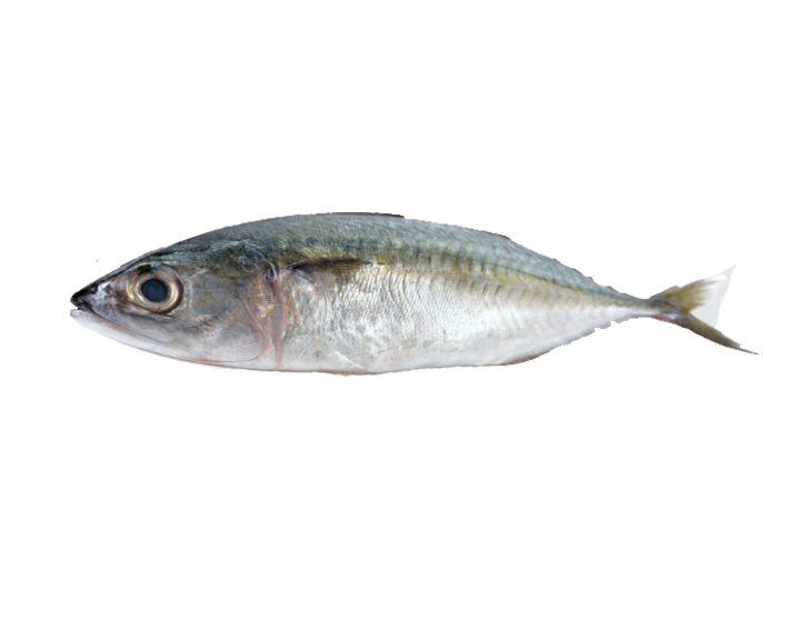 Fish 1