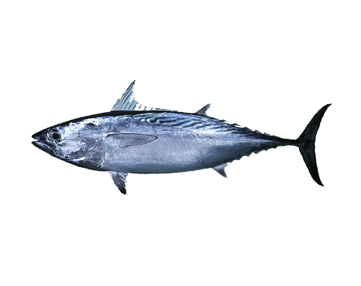 Fish 1