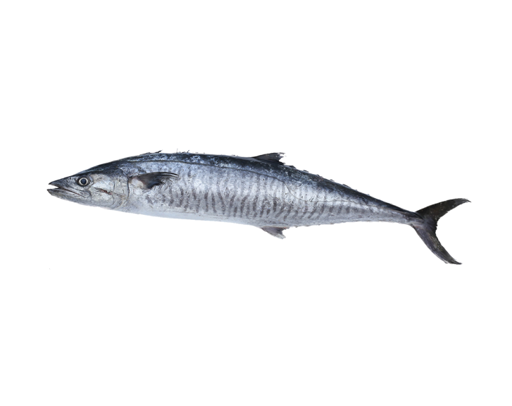 Fish 1