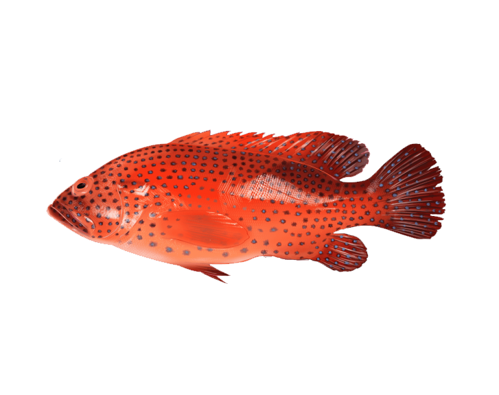Fish 1