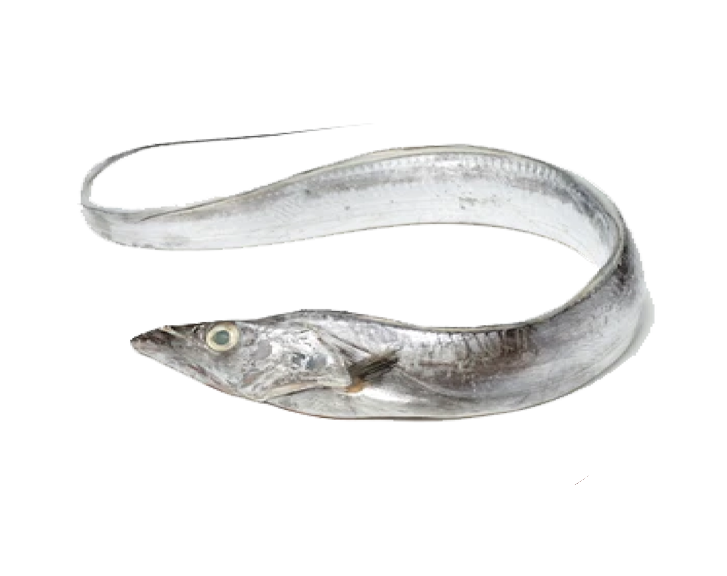 Fish 1