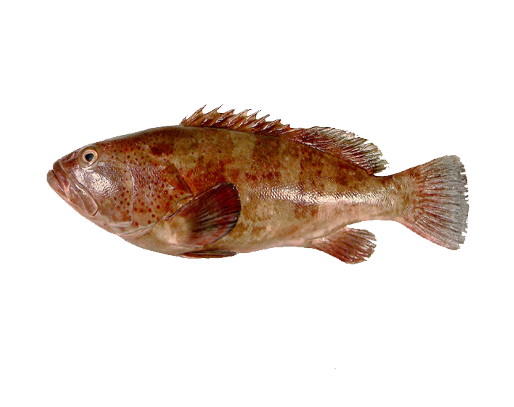 Fish 1