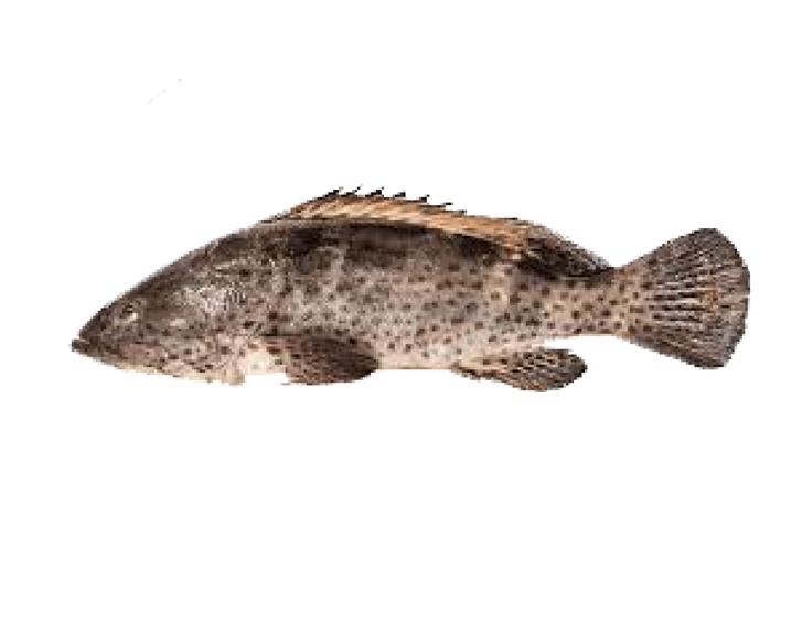 Fish 1