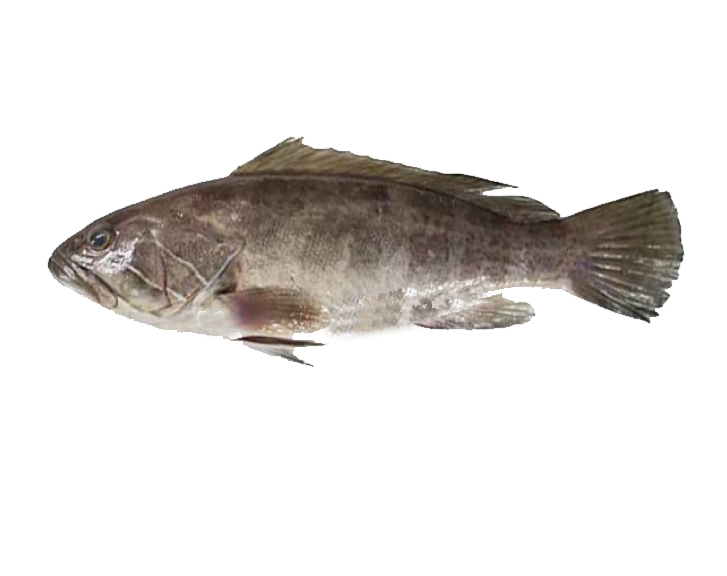 Fish 1