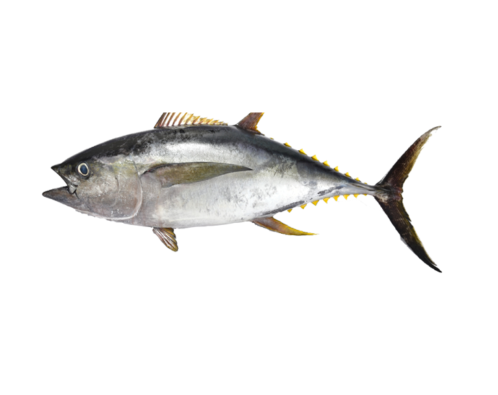 Fish 1