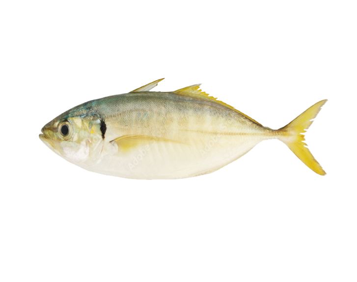 Fish 1